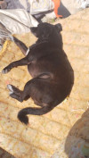 Foto de Zoe en Mosquera Cundinamarca #2