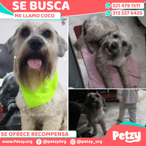 Foto de mascota Coco