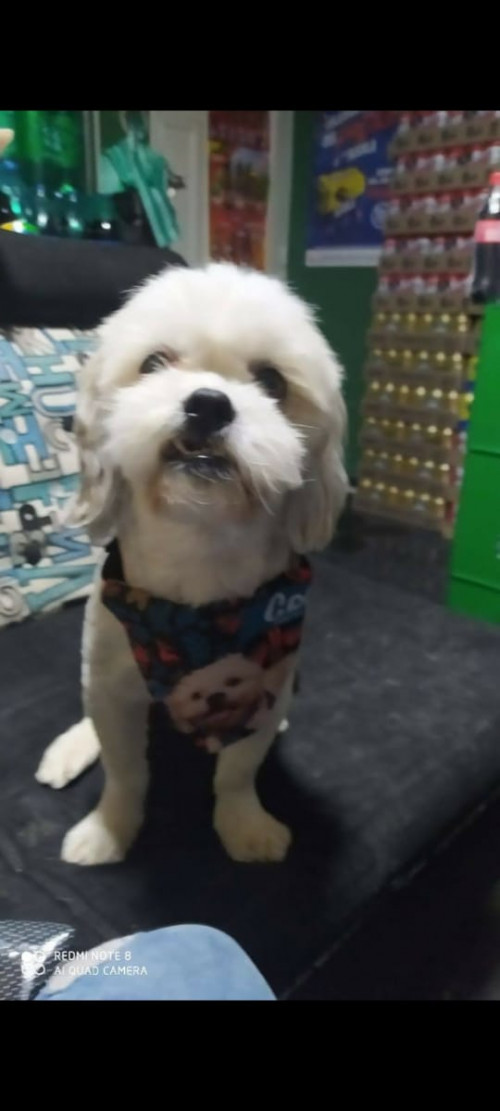 Coco