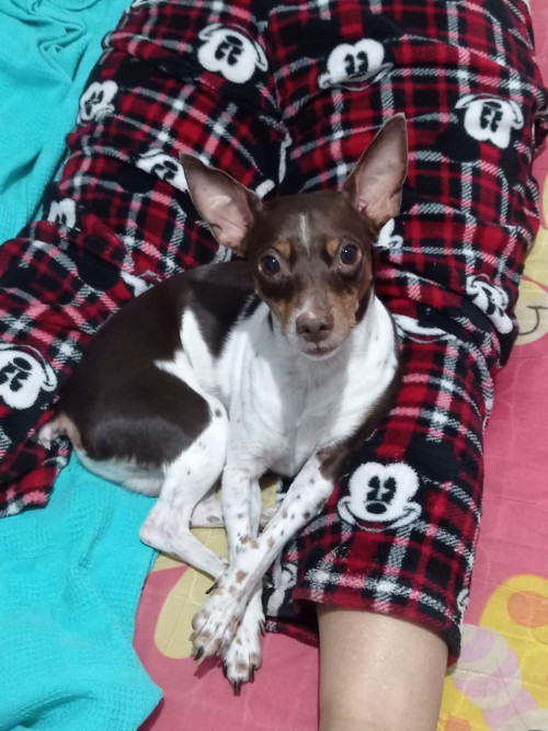 Junior Fernando