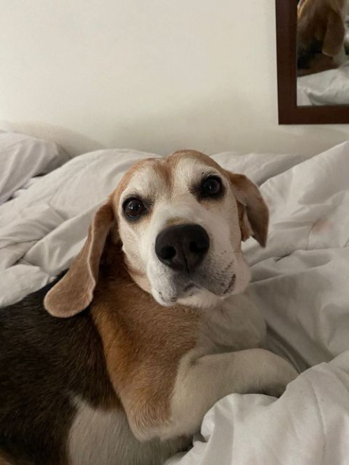Doggy