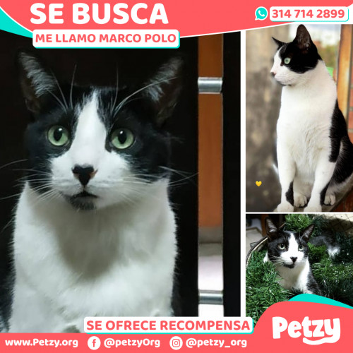 Foto de mascota Marco Polo