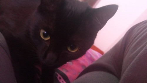 Atena