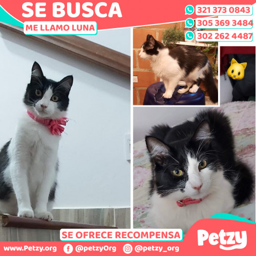 Foto de mascota Luna