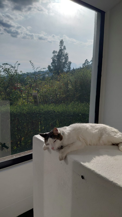 Leo