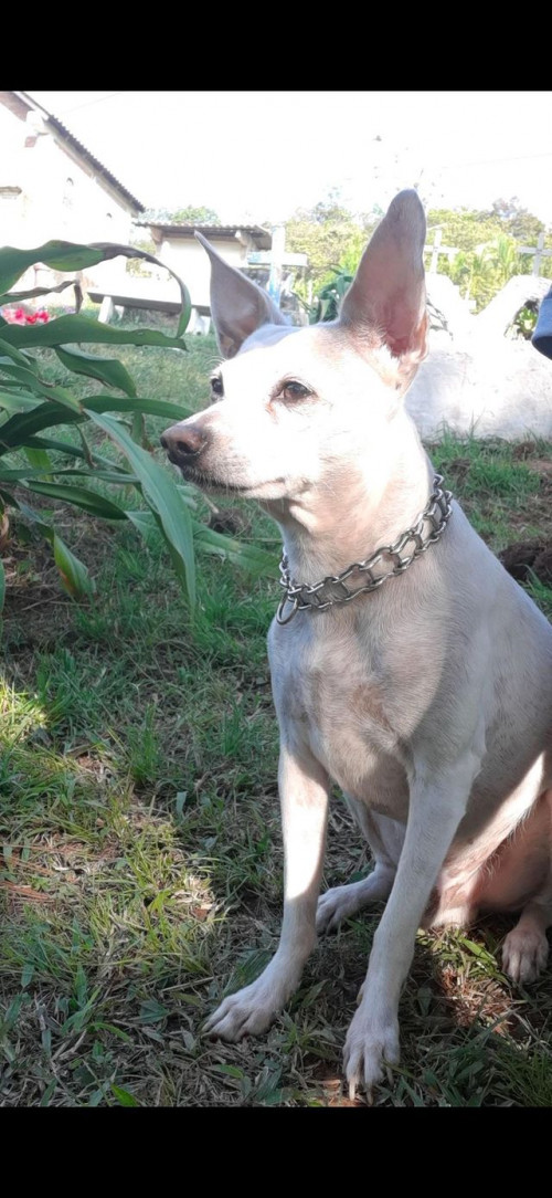 Tagu