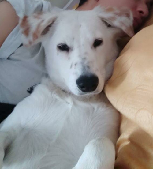Nala