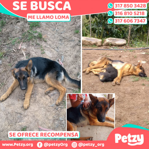 Foto de mascota Loma