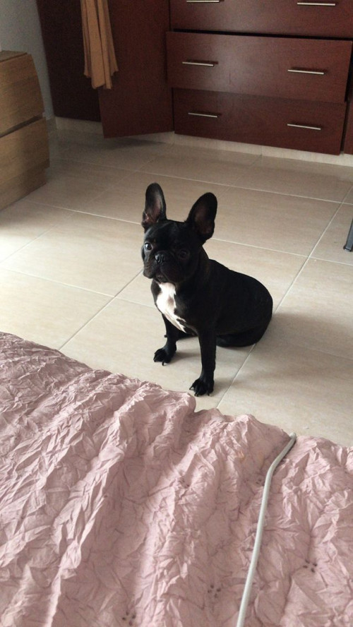 Bonnie