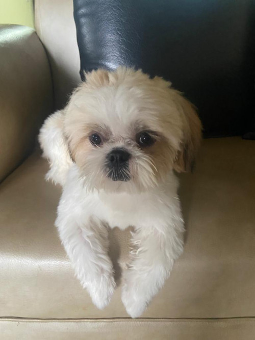 Toby