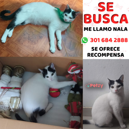 Foto de mascota Nala