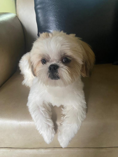 Toby