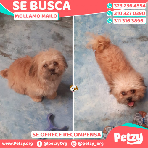 Foto de mascota Mailo