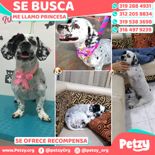 Foto de mascota Princesa