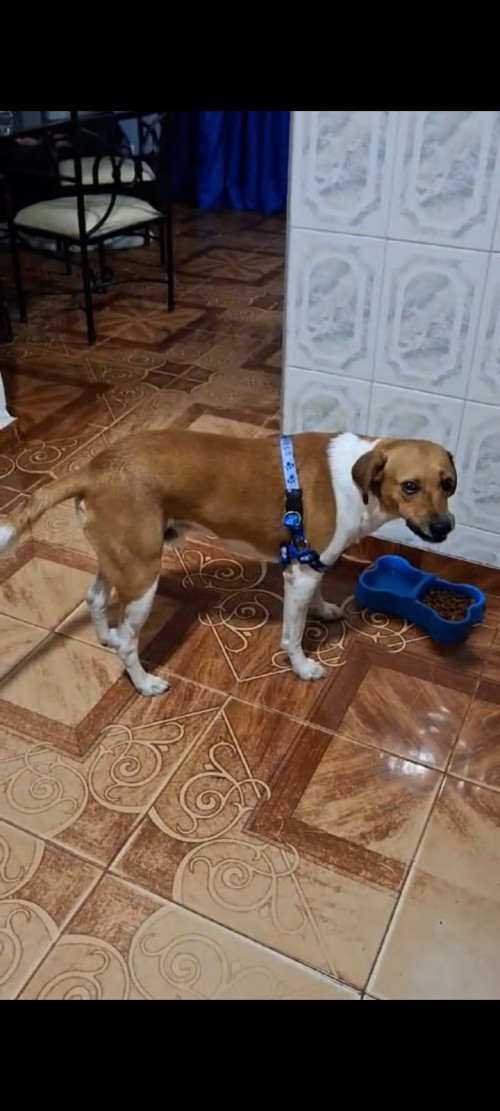 Oddie