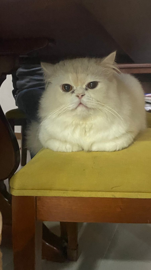Michi