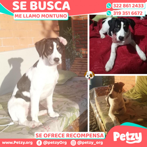 Foto de mascota Montuno