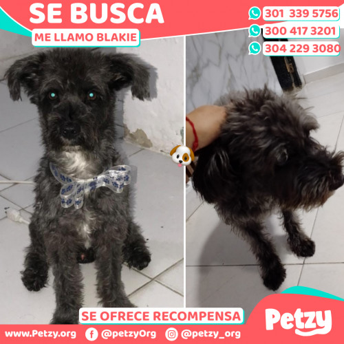 Foto de mascota Blakie