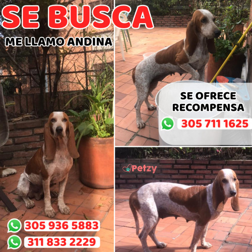 Foto de mascota Andina