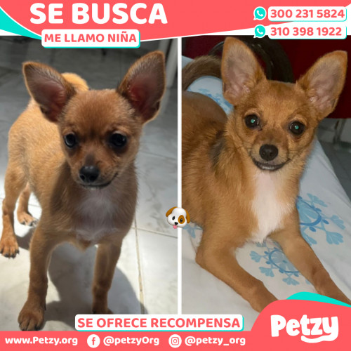 Foto de mascota Niña