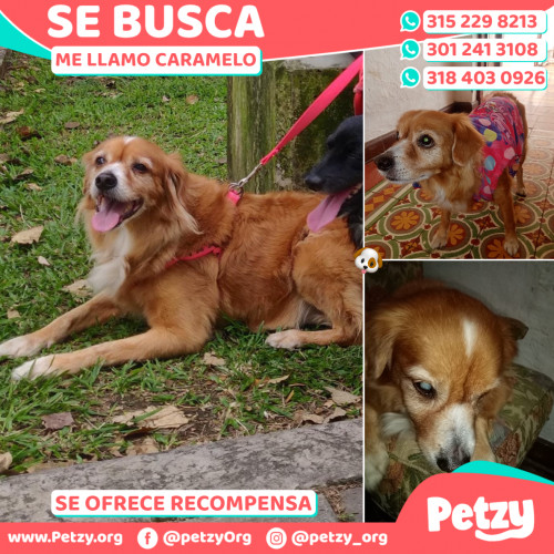 Foto de mascota Caramelo