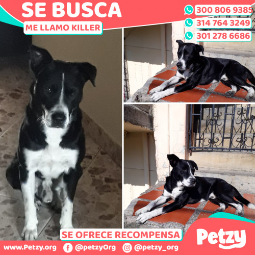 Foto de mascota Killer