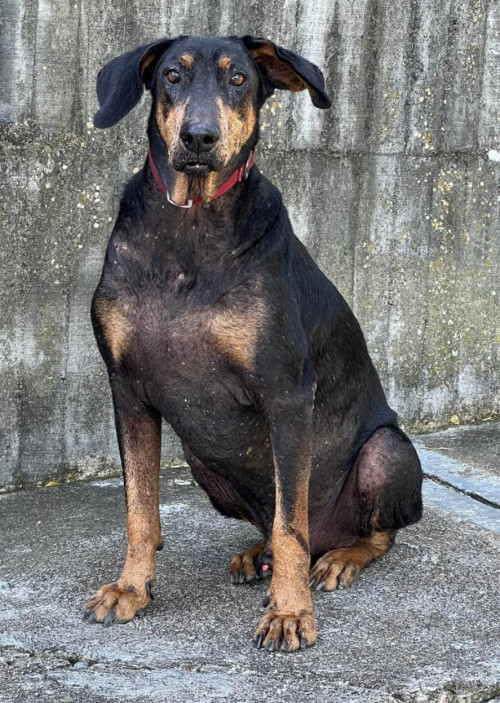 Ringo
