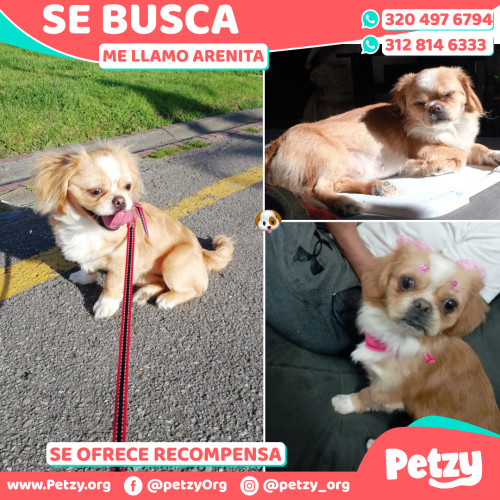 Foto de mascota Arenita