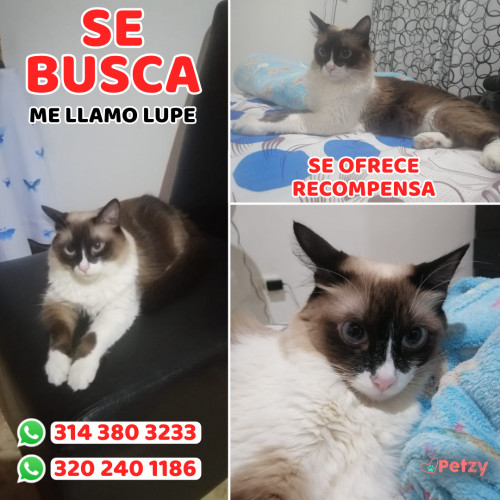 Foto de mascota Lupe