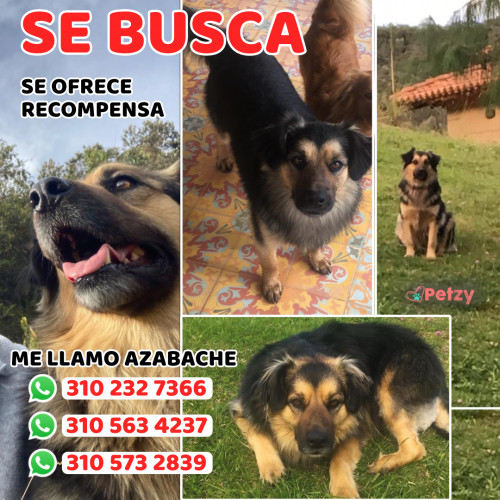 Foto de mascota Azabache