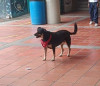 Foto de Negra en  Bogotá #2