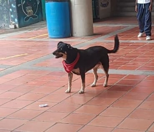 Negra