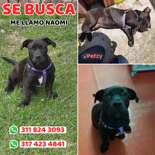Foto de mascota Naomi
