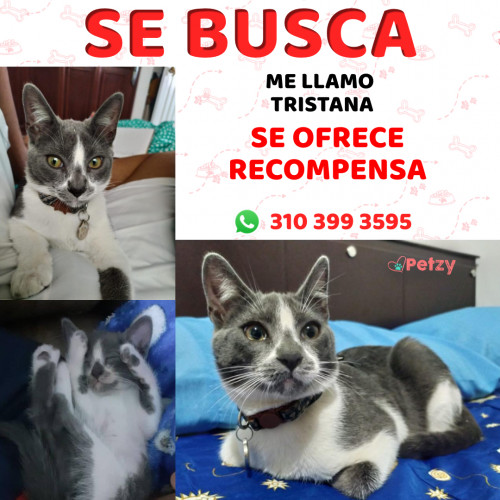 Foto de mascota Tristana