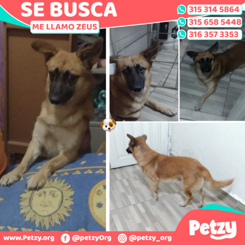 Foto de mascota Zeus