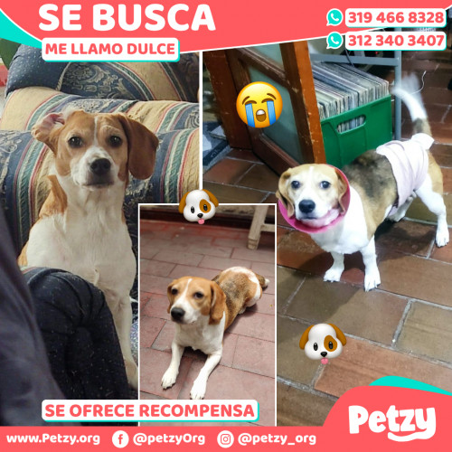 Foto de mascota Dulce