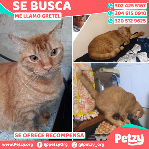 Foto de mascota Gretel