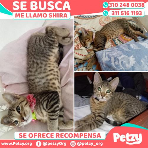 Foto de mascota Shira