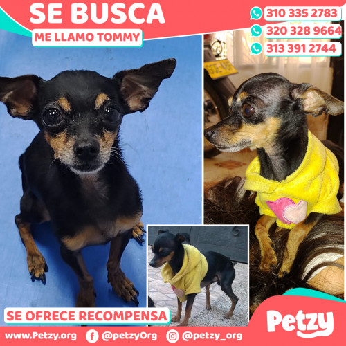 Foto de mascota Tommy