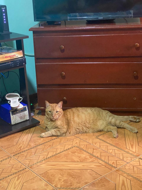 Chiqui