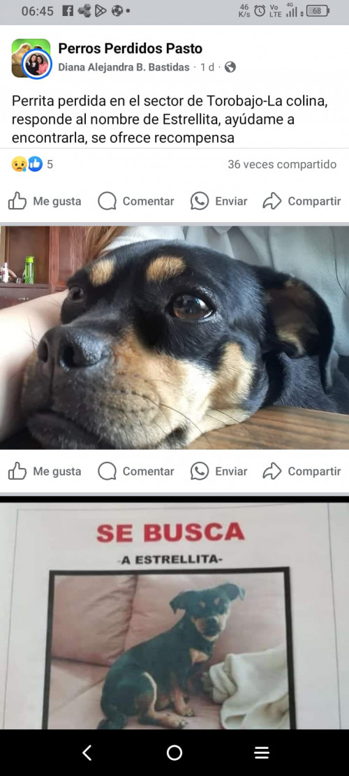 Estrellita
