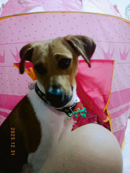 Oddie