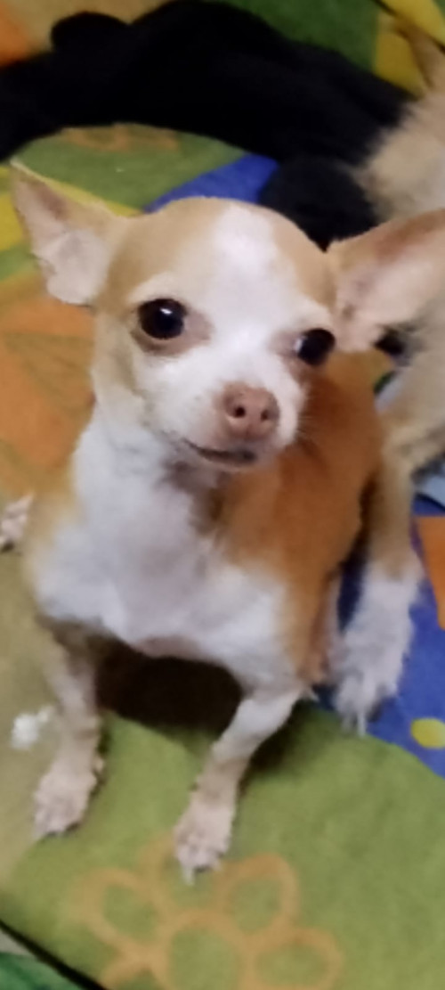 Petunia O Petu