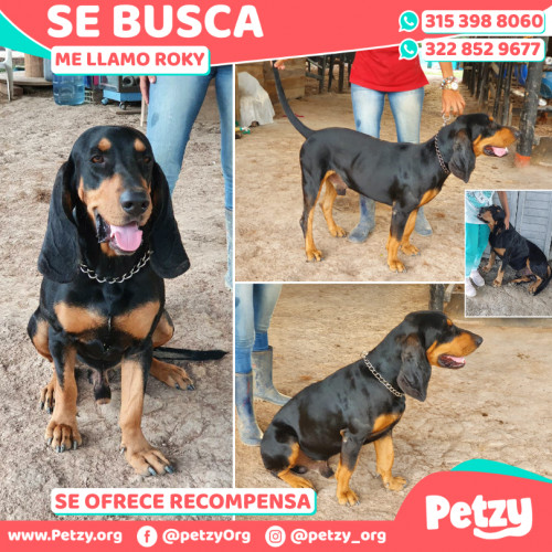 Foto de mascota Roky