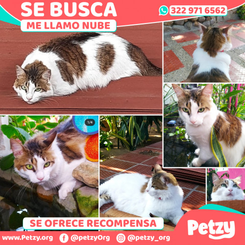 Foto de mascota Nube