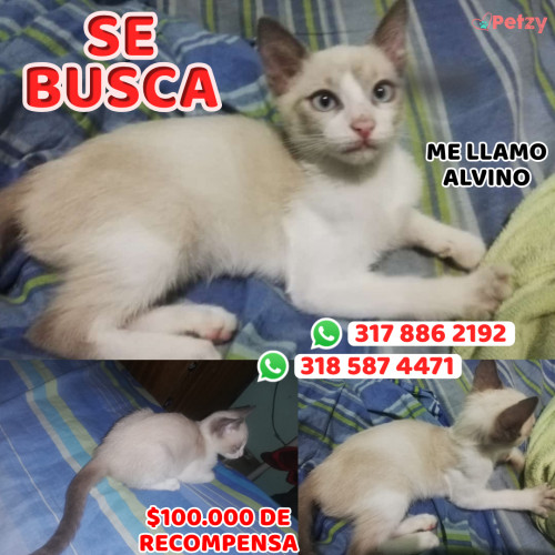 Foto de mascota Alvino