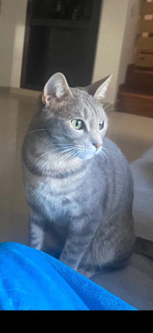 Cosmo