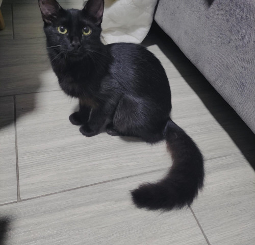 Romeo