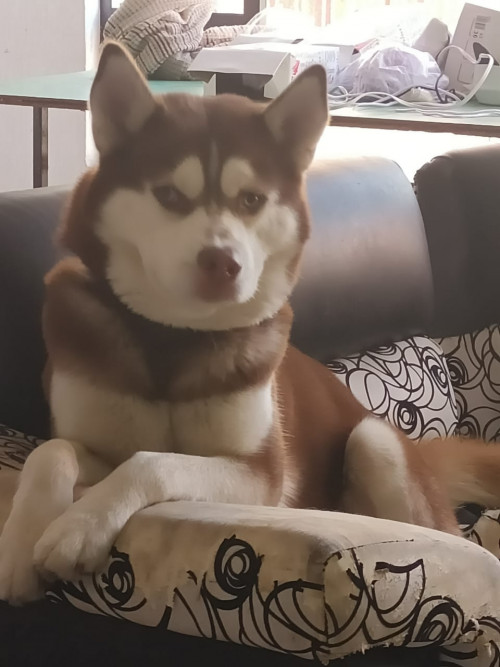 Apolo