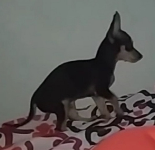 Coquito